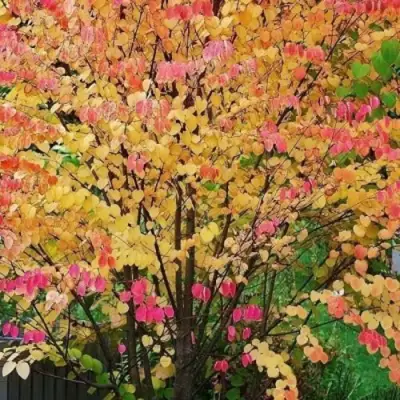 БАГРЯННИК японский в Бобруйске