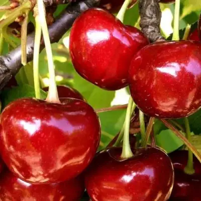 Черешня МИНЧАНКА в Бобруйске