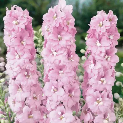 Дельфиниум ПЕТТИКОУТ гибридный в Бобруйске