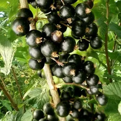 Смородина черная БЕН ТИРЕН в Бобруйске