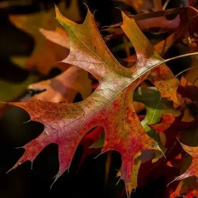 Дуб болотный в Бобруйске