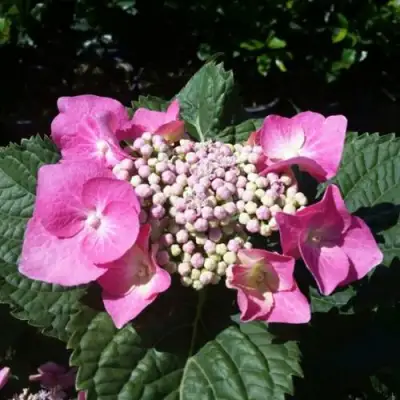 Гортензия БЛАУМАЙС (БЛАУМАЙЗЕ) крупнолистная в Бобруйске