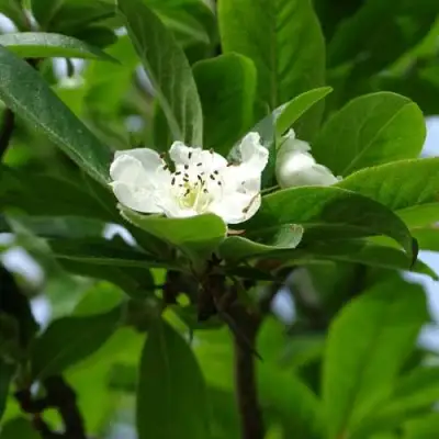 МУШМУЛА  в Бобруйске