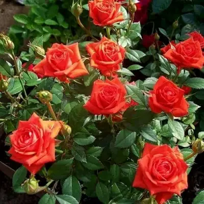 Роза ОРАНЖ ДЖЕВЕЛ миниатюрная в Бобруйске