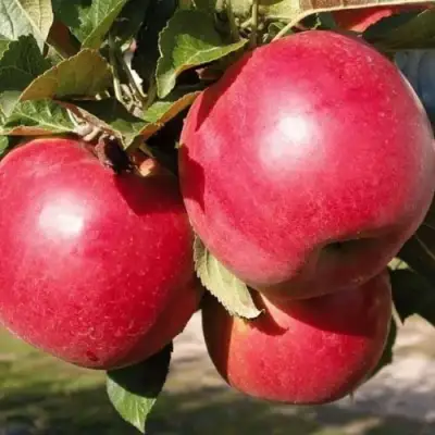 Яблоня РУБИН в Бобруйске
