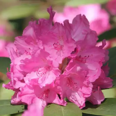 Рододендрон ЛУМИНА в Бобруйске