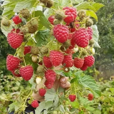 Малина ТАДМОР в Бобруйске