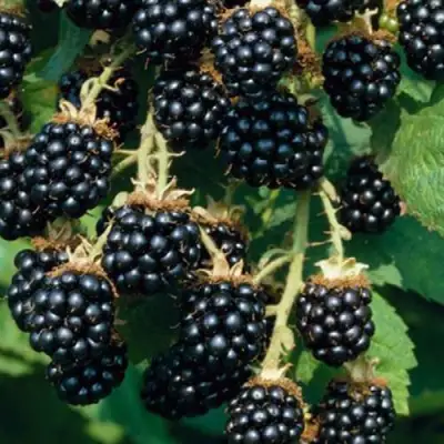 Ежевика БЛЭК САТИН бесшипная  в Бобруйске