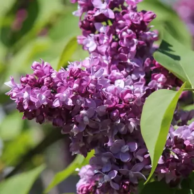 Сирень ИЗОБИЛИЕ в Бобруйске