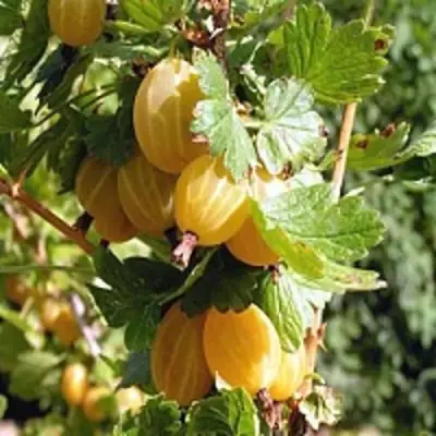 Крыжовник КУРШУ ДЗИНТАРС  в Бобруйске