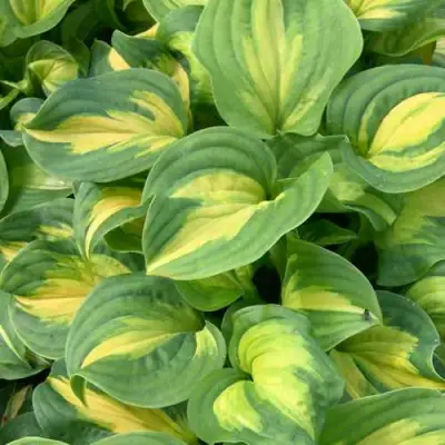 Хоста ЭМЕРАЛЬД ЧАРДЖЕР гибридная в Бобруйске