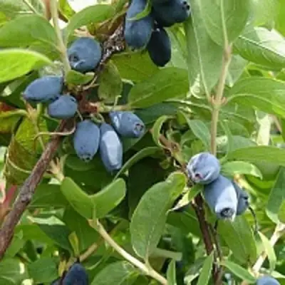 Жимолость съедобная НАРЫМСКАЯ в Бобруйске