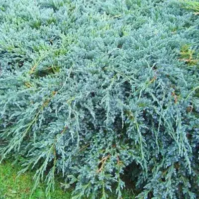 Можжевельник БЛЮ КАРПЕТ чешуйчатый в Бобруйске