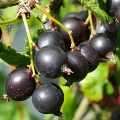 ЙОШТА в Бобруйске