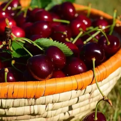 Вишня НЕСВИЖСКАЯ в Бобруйске