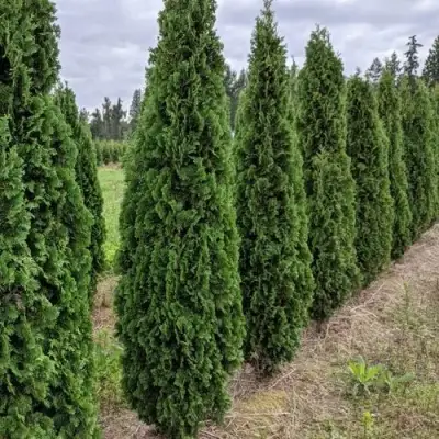 Туя ДЕГРУТ СПАЙР западная в Бобруйске