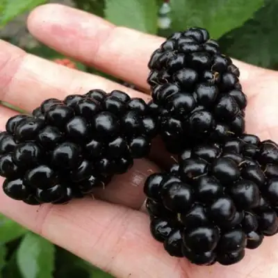 Ежевика ПОЛАР бесшипная  в Бобруйске