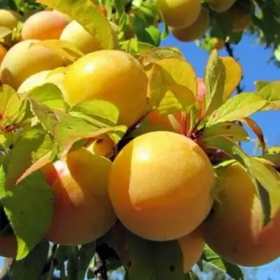 Слива МЕДОВАЯ ЖЁЛТАЯ в Бобруйске