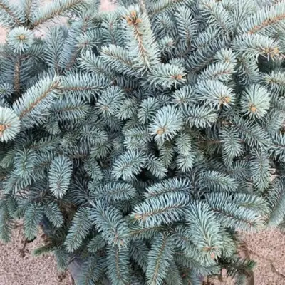 Ель ГЛАУКА колючая в Бобруйске