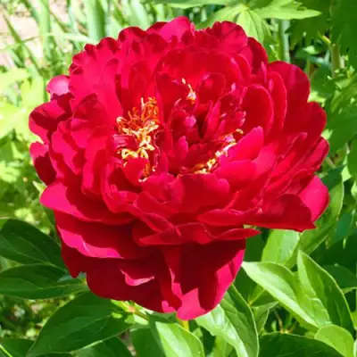 Пион ХРАБРЫЙ ВОИН травянистый в Бобруйске