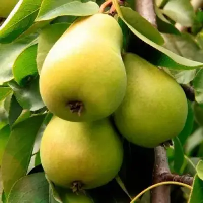 Груша НЕЖНОСТЬ колонновидная	 в Бобруйске