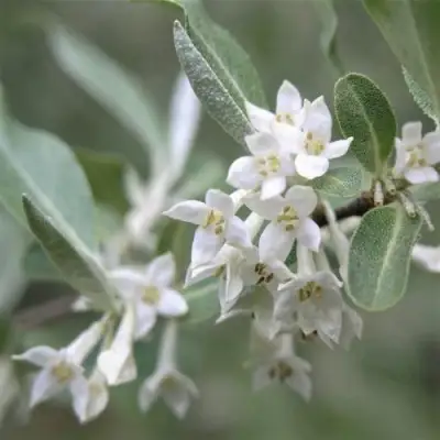 ЛОХ СЕРЕБРИСТЫЙ в Бобруйске