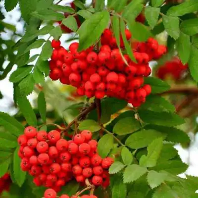 Рябина ОБЫКНОВЕННАЯ в Бобруйске