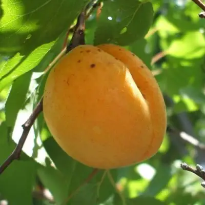 Абрикос ОРЛОВЧАНИН  в Бобруйске