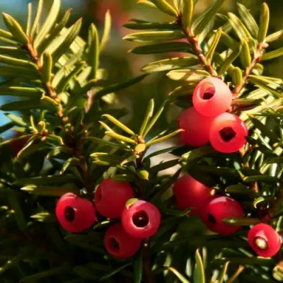 Тис ЭЛЕГАНТИССИМА ягодный в Бобруйске