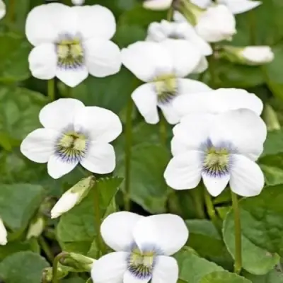 Фиалка АЛЬБИФЛОРА сестринская в Бобруйске