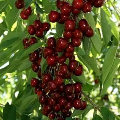 Черешня ХЕЛЕНА колоновидная в Бобруйске