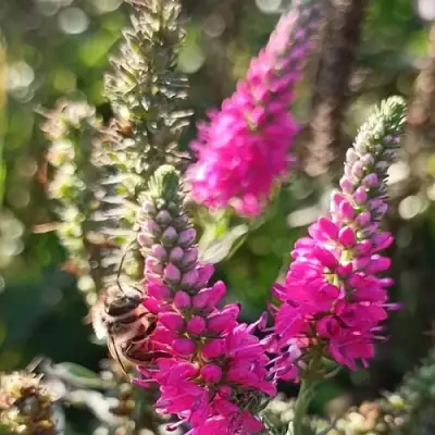 Вероника РОЗЕА колосковая в Бобруйске