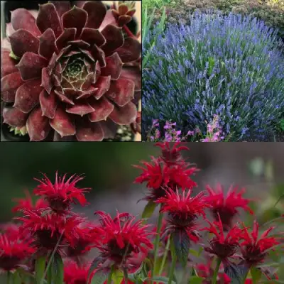 Комплект ФИОЛЕТОВОЕ ВДОХНОВЕНИЕ в Бобруйске