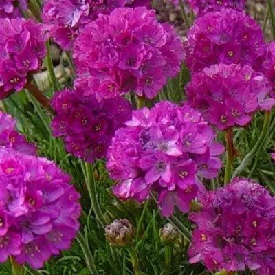 Армерия МОНИНГ СТАР ДИП РОУЗ в Бобруйске