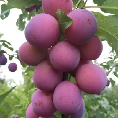 Слива ИМПЕРИАЛ колонновидная в Бобруйске