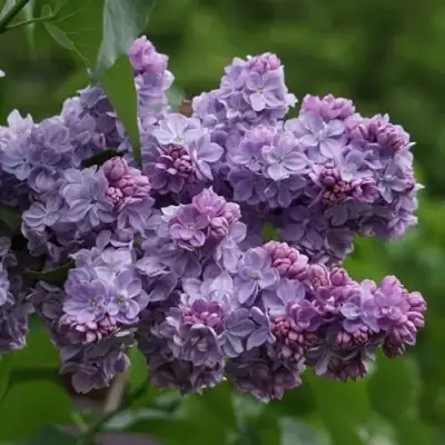 Сирень КАТЕРИНА ХАВЕМЕЙЕР в Бобруйске