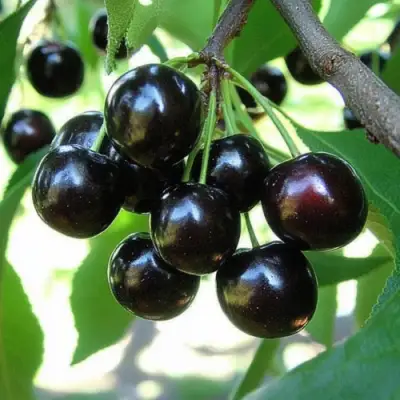 Вишня РОССОШАНСКАЯ ЧЕРНАЯ в Бобруйске