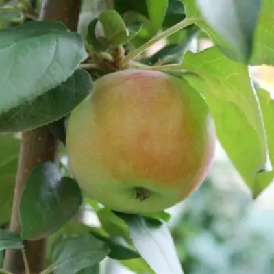 Яблоня ПОДСНЕЖНИК стелющаяся в Бобруйске