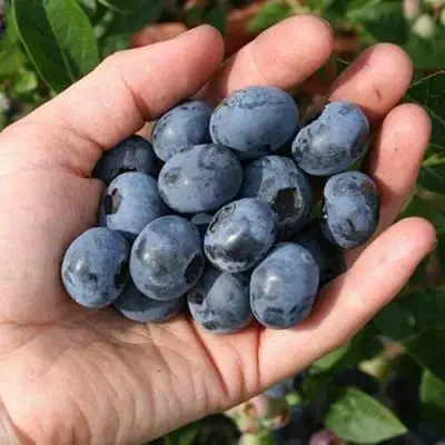 Голубика ПАТРИОТ в Бобруйске