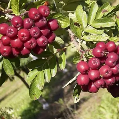 Рябина БУРКА сладкоплодная в Бобруйске