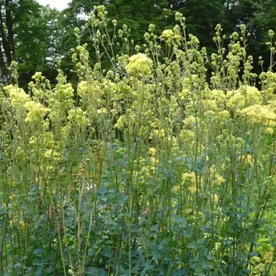 Василистник ГЛАУКУМ желтый в Бобруйске
