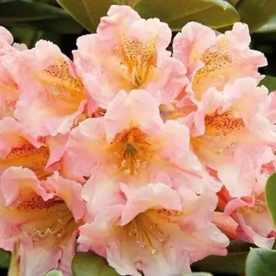 Рододендрон ФЛАУТАНДО в Бобруйске