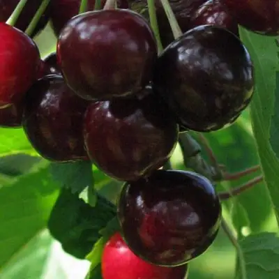 Черешня ВАЛЕРИЙ ЧКАЛОВ в Бобруйске