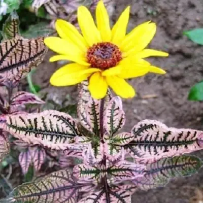 Гелиопсис САММЕР ПИНК в Бобруйске