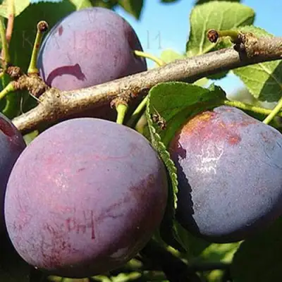 Слива СТАРТОВАЯ в Бобруйске