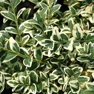 Бирючина ВАРИЕГАТУМ овальнолистная в Бобруйске