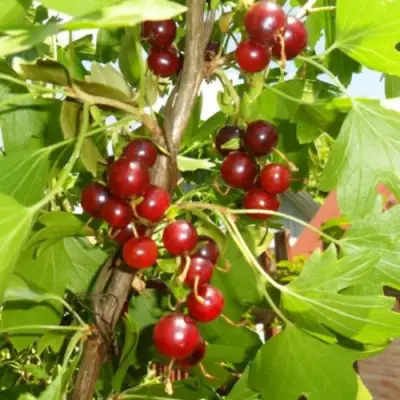 Смородина золотистая ВИШНЕВАЯ в Бобруйске