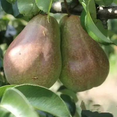 Груша БРЯНСКАЯ КРАСАВИЦА в Бобруйске