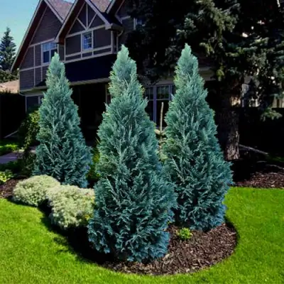 Кипарисовик ВАН ПЕЛЬТС БЛЮ лавсона в Бобруйске