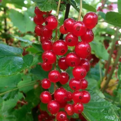 Смородина красная КОНСТАНТИНОВСКАЯ в Бобруйске